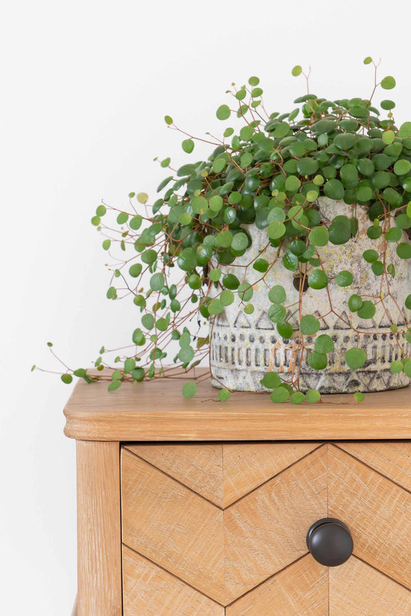 Mushroom Cabinet Knob